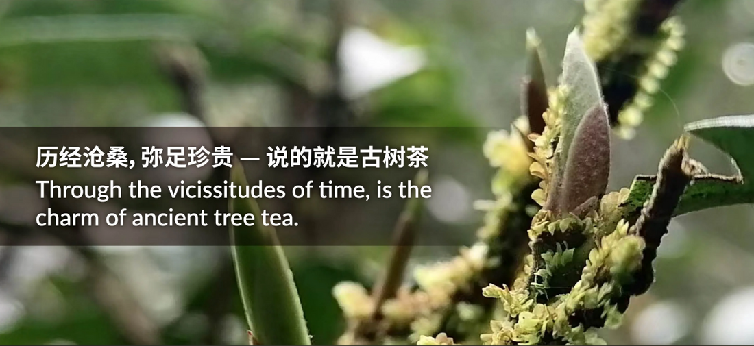 Why Choose Furn-Store for Ancient Tree Tea?