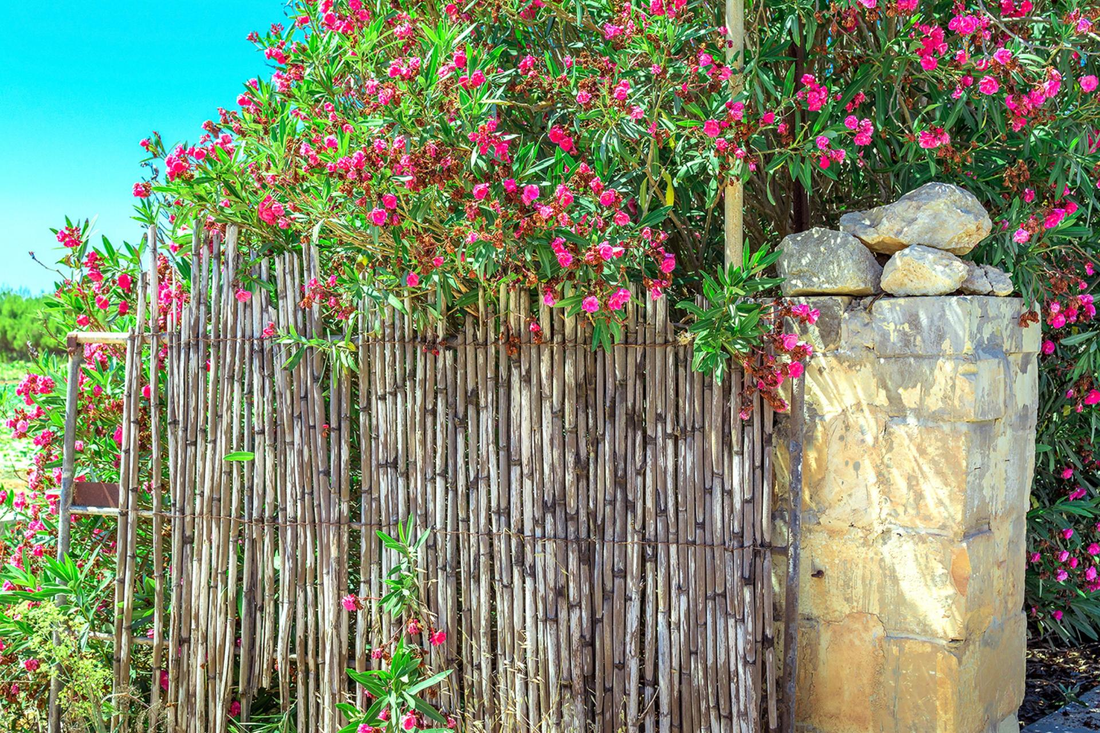 oleander tea | furn-store
