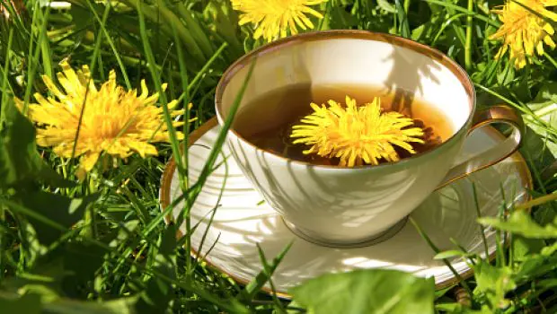 15 Benefits of Dandelion Tea: The Ultimate Guide | furn-store