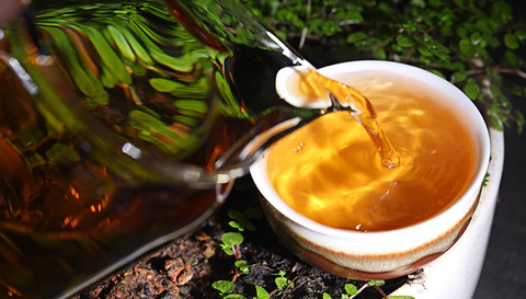 Can you explain in more detail the process of harvesting Ancient Tree Tea furn-store?