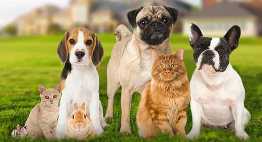 Essential Pet Products for Health, Happiness, and Well-Being | furn-store