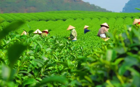 Explore World Tea Producing Areas with Furn-Store: A Global Journey of Flavors
