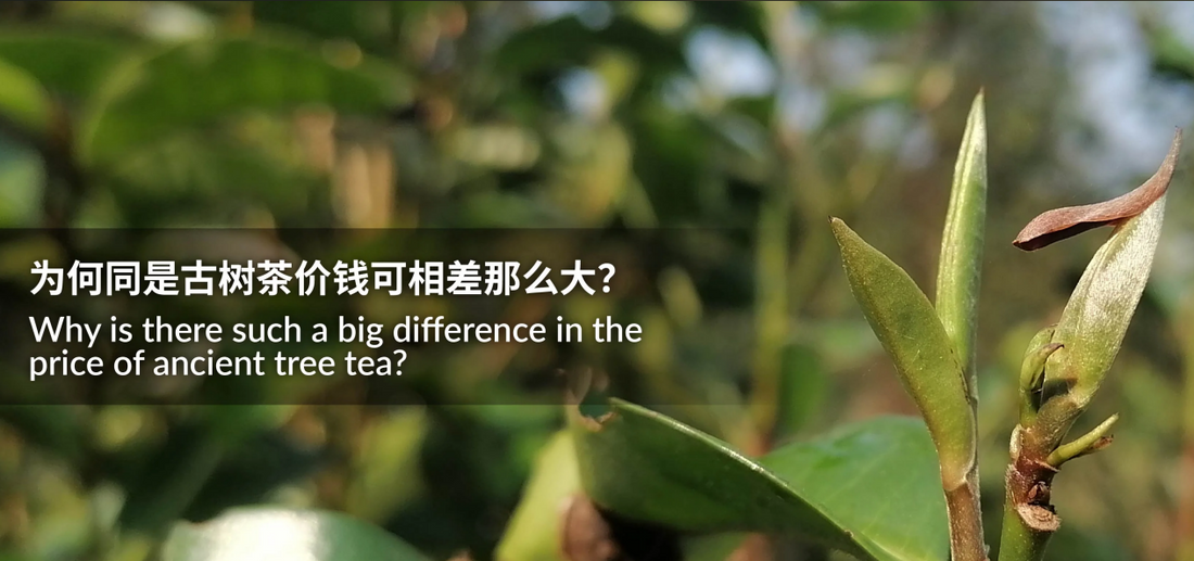 Premium Ancient Tree Tea Selection with Furn-Store