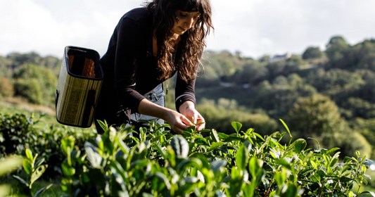 The Jersey Tea Company: Organic Tea from the Heart of Jersey | furn-store