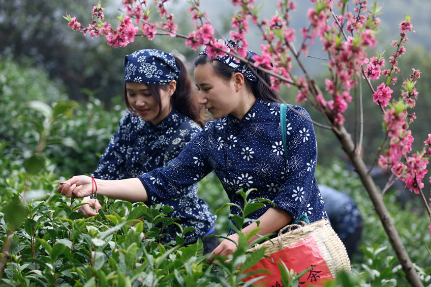 The Origin and History of Huangshan Maofeng Tea: Discover with Furn-Store