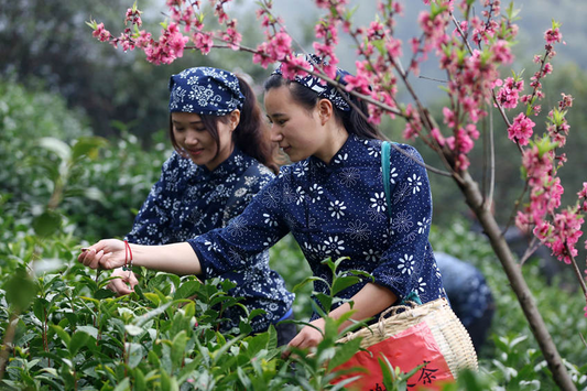 The Origin and History of Huangshan Maofeng Tea: Discover with Furn-Store