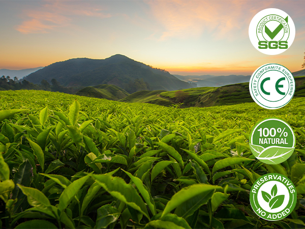 Unveiling the Health Benefits of Huangshan Maofeng Green Tea by Furn-Store