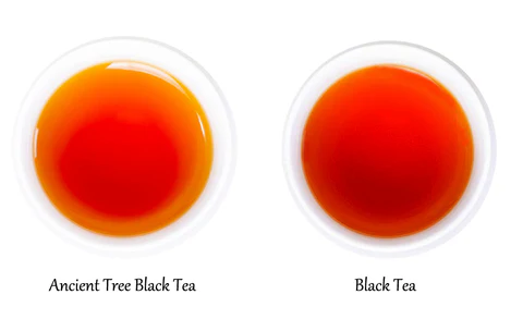 What are the key factors considered when selecting trees for harvesting Ancient Tree Tea furn-store?
