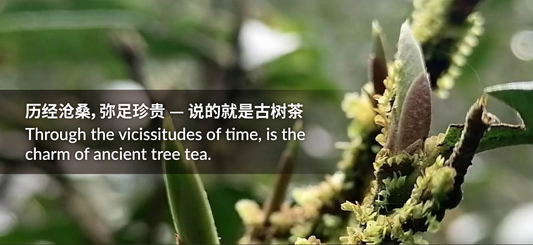 Why Choose Furn-Store for Ancient Tree Tea?