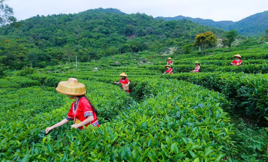 World Tea Output: A Global Overview | furn-store