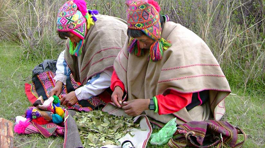 andean altitude sickness tea leaf | furn-store