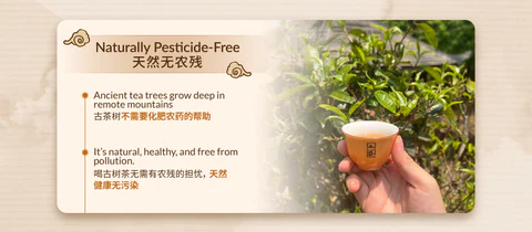 Ancient Tree Tea: Unveiling the Essence of Exceptional Tea | furn-store